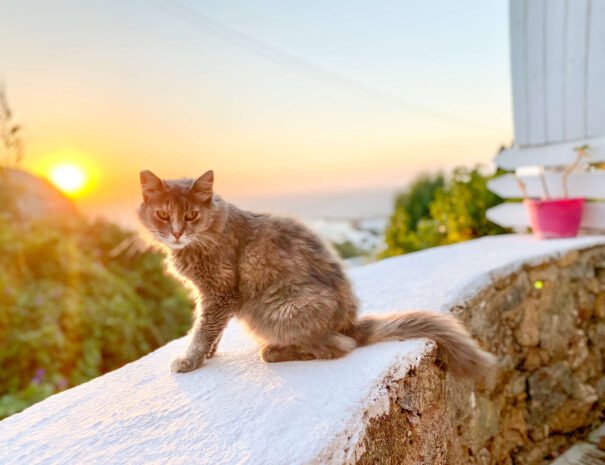 cat_sunset